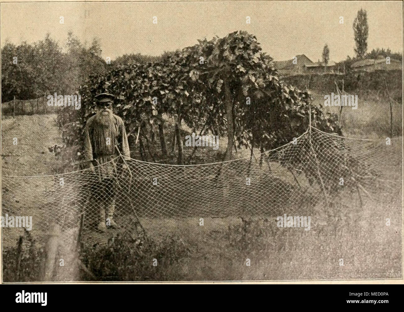 . Die Gartenwelt . Weinanlagen eines Bauern in Astraciian. Stock Photo