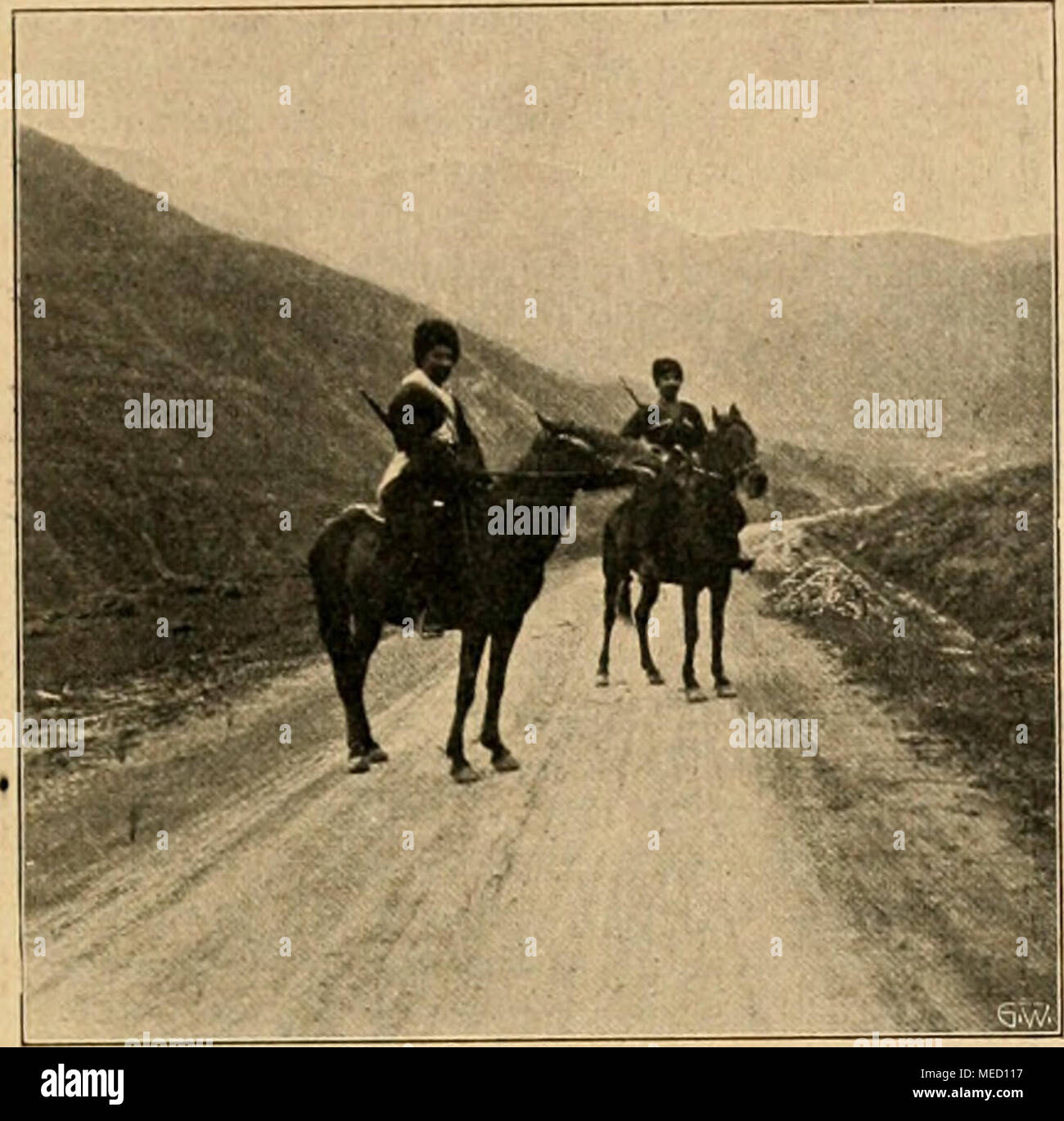 Betula raddeana hires stock photography and images Alamy