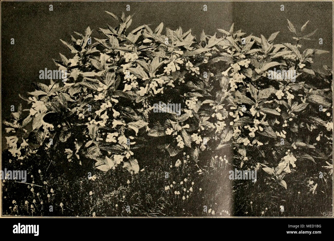 . Die Gartenwelt . Melittis Melissophyllum. Cypripedium Calceolus. Kätzchenbehang vielfache Verwendungsmöglichkeiten. Gleiches ist bei Alnus der Fall. A. rugosa ist von mäßigem Wuchs; die zahlreich erscheinenden Kätzchen sind rosafarbig, bei A. incana sind sie braun, bei deren Varietät aurea rot. Be- sonders schön ist A. incana var. pendula mit stark über- hängenden Zweigen, welche sich überreich mit großen, gelbbraunen Kätzchen be- decken. Bei A. japonica, welche sehr raschwüchsig ist, sind die Kätzchen groß und braun gefärbt. Von Salix möchte ich vor allen S. daphnoides empfehlen; sie wächst Stock Photo