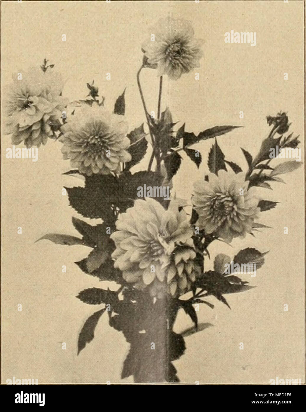 Langer stiel der blume hires stock photography and images Alamy