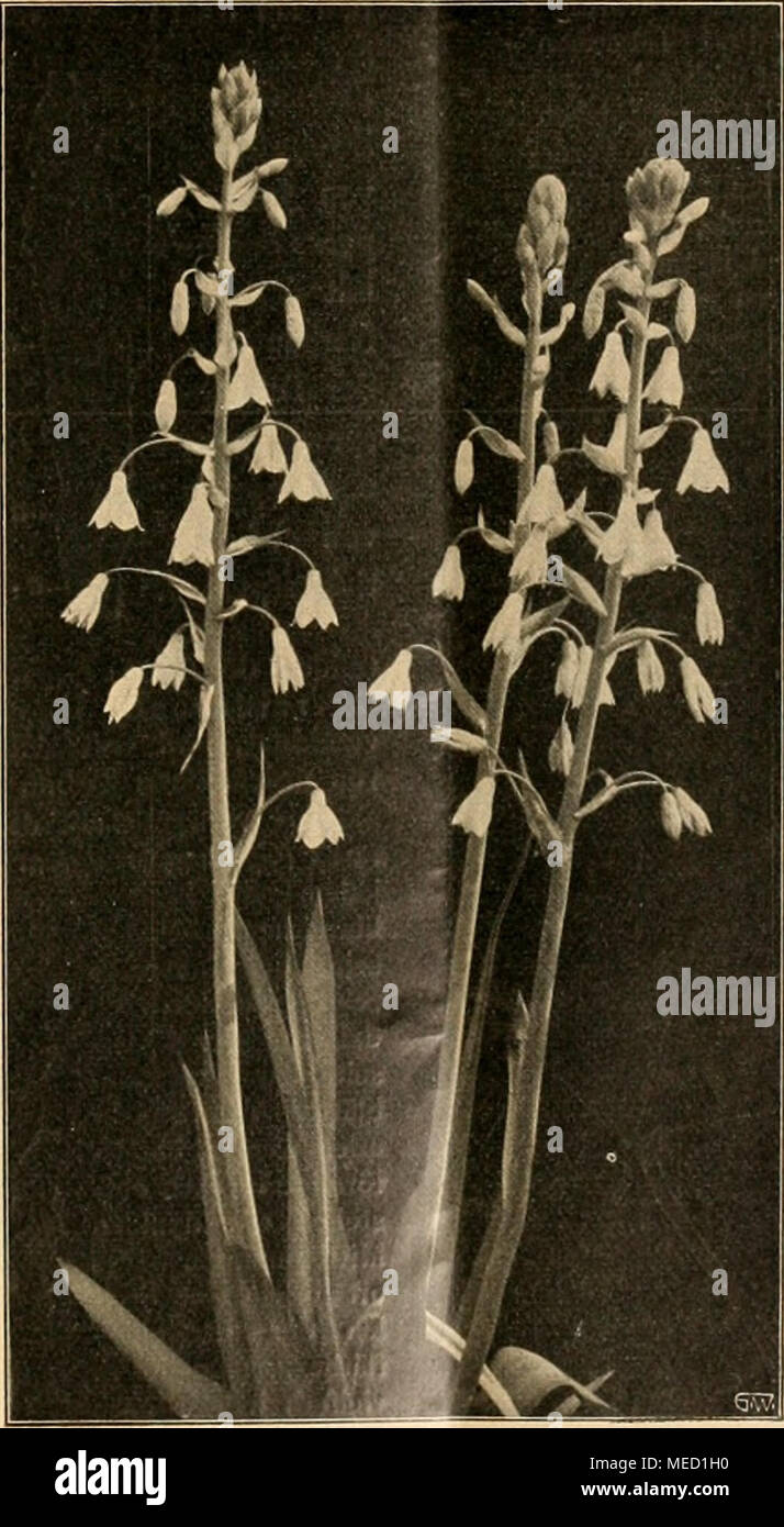 . Die Gartenwelt . Zwiebel- und Knollenpflanzen. Hyacinthus candicans ßak. Von Alfred Dreyer, Obergärtner der Staudenkulturen von Gebr. Mertens, Zürich. (Mit zwei Abbildungen.) Zu einer unserer schönsten Ausstattungspflanzen für Gärten ge- hört unstreitig Hyacinthus (Galtonia) candicans. Dieses Zwiebel- gewächs stammt aus dem Kaplande und gehört zur Familie der Liliaceen. Die Blütezeit fällt in die Monate Juli—August. Die Zwiebeln sind bei leichter Bedeckung im strengen, schneelosen Winter bei uns völlig winterhart. Der mindestens 1 m hohe Blütenstengel von straffer Haltung, umgeben von 5—6 la Stock Photo