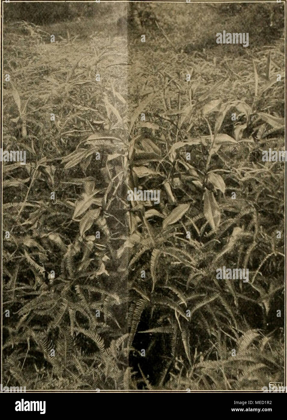 . Die Gartenwelt . Nepenthes zeylonica und Gleichenia linearis. Stock Photo