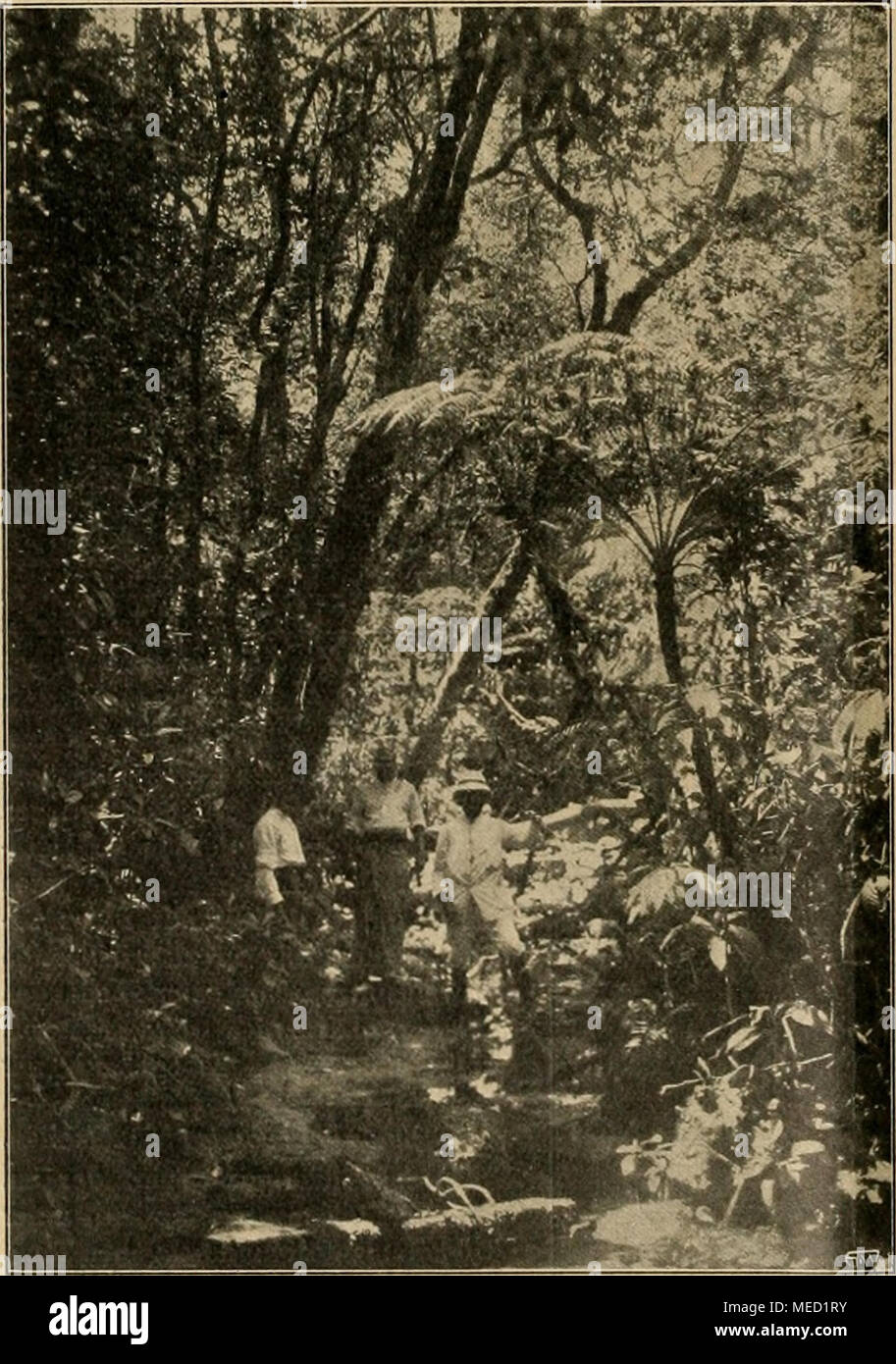 . Die Gartenwelt . Im Bachlaufe des Urwaldes. Strobilanthes und Baumfarne (Cyathea), rechts der Verfasser. Torenia asiatica, üsbeckia rabicunda, Scutellaria violacea, Amomum Cardamomum und vieles andere gefunden, dessen Aufzählung zu weit führen würde. Die von Wolken um- zogenen hohen, zackigen Berge, die tiefen Täler mit ihren Wäldern, in die man herabschaut, aus deren Grün einzelne Bäume ganz in das reine Scharlachrot der jungen Triebe getaucht sind, die reine Bergluft, das alles ließ mir den Tag von Panvilla als einen besonders genußreichen erscheinen. Mit der Ausführung verschiedener ander Stock Photo