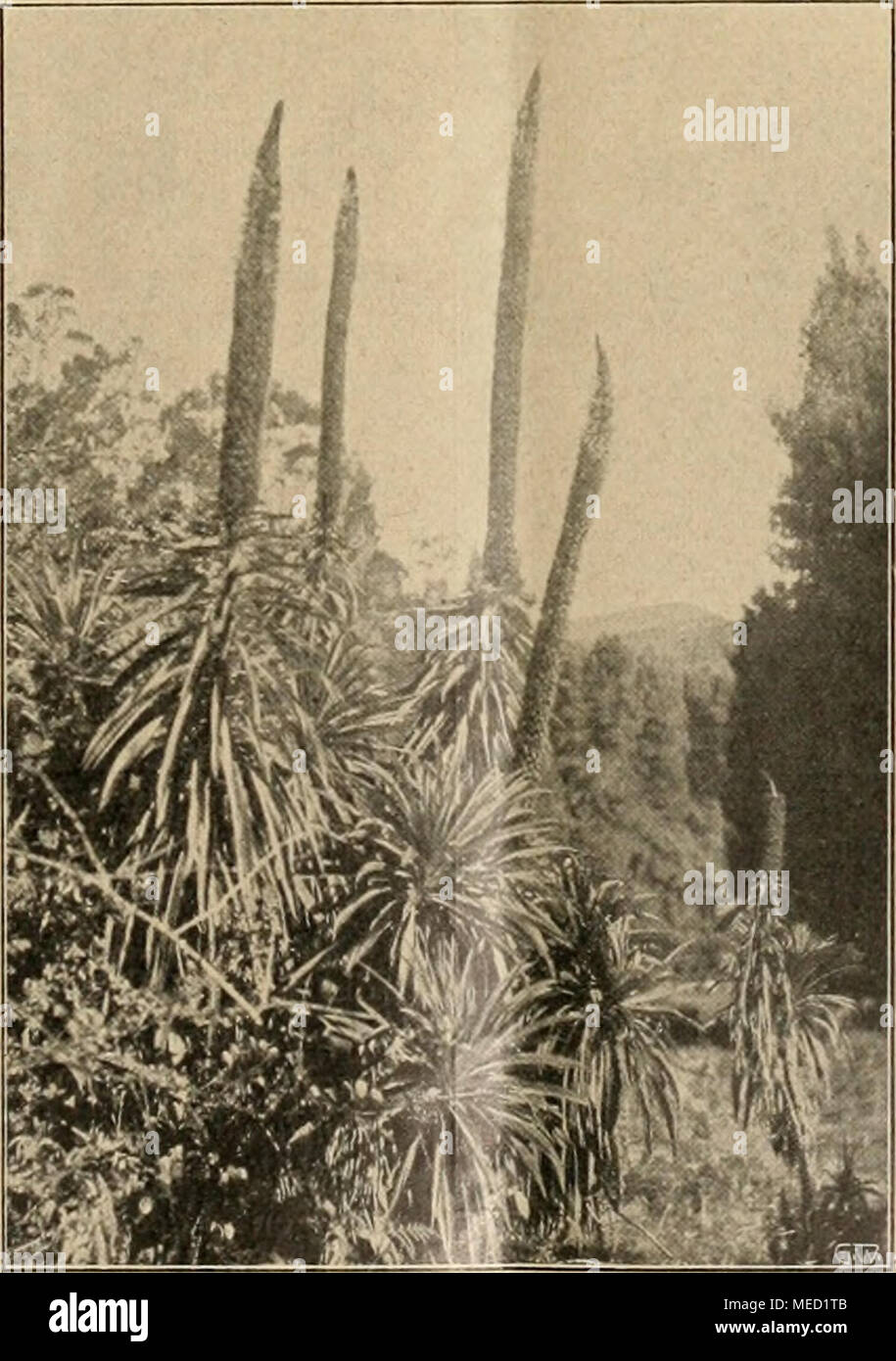. Die Gartenwelt . Lobelia excelsa auf Ceylon draußen in den Wasserläufen der Teefelder hier und da vor, im Urwalde war sie aber, obschon etwas heller in der Farbe, reichlicher vertreten. Dazwischen wucherten Farne, Selaginellen und einige Arten von Sonerilen. Auf größeren Felsen, deren dünne Humusdecke keinen Baum- oder Strauchwuchs ernähren konnte, waren bisweilen größere Be- stände von Codochilus falcatus, einer weißblühenden Orchidee, zu finden, und im tiefen Dunkel, ebenfalls auf Felsen, fand sich überall, gesellig wachsend, Lycopodium Phlegmaria var. zeylonica. Alles andere aber war, wo  Stock Photo