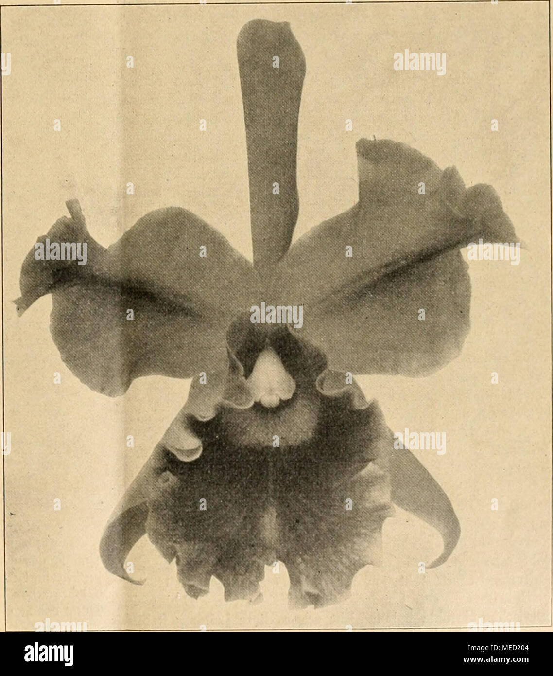 . Die Gartenwelt . Cattleya X Freya (C. Mantinii X C. aurea). Originalaufnahme für die „Gartenwelt&quot;. Stock Photo
