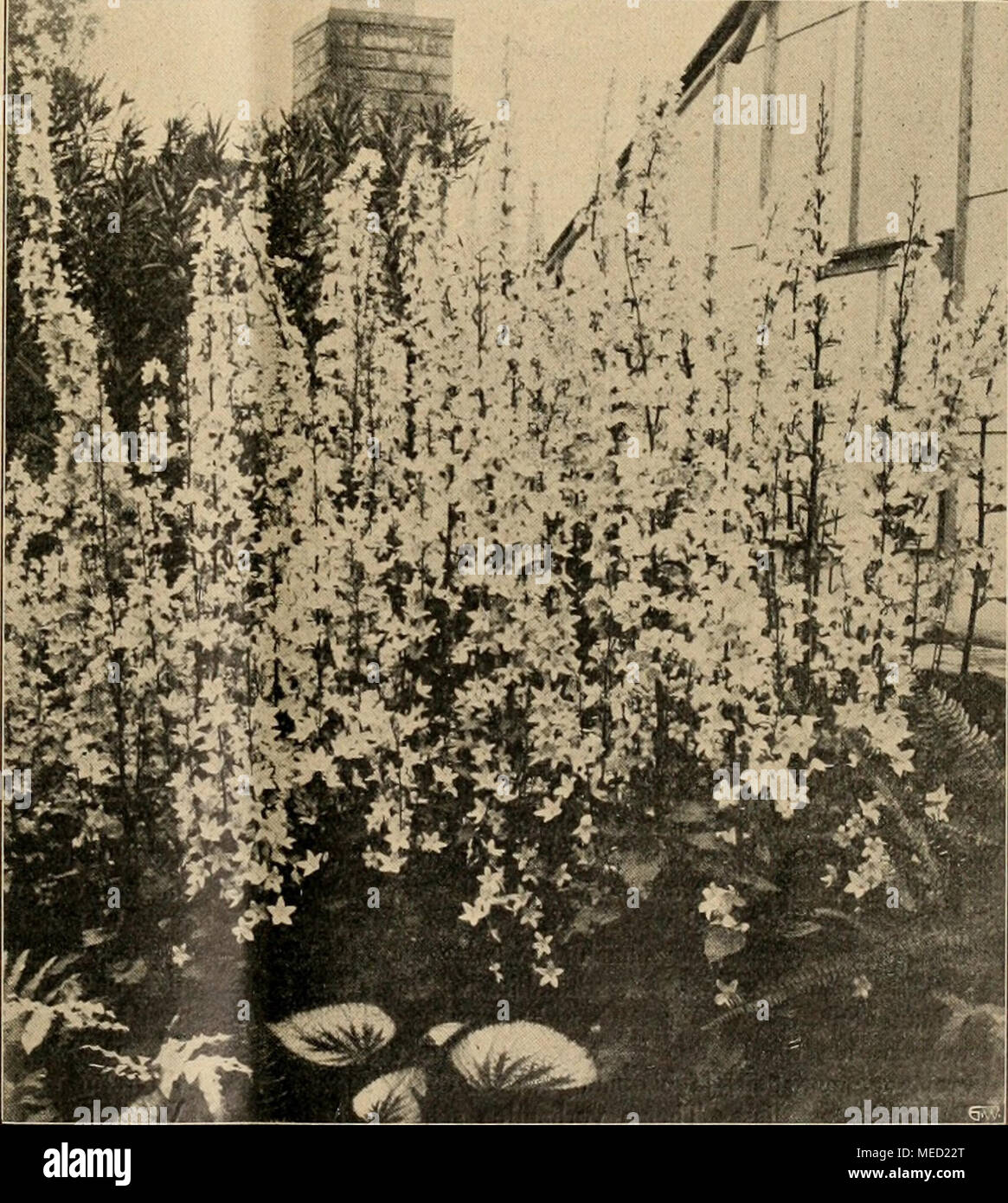 . Die Gartenwelt . Campanula pyramidalis. Originalaufnahme für die „Gartenwelt&quot; Stock Photo