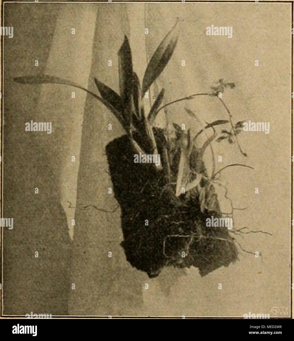 . Die Gartenwelt . Oncidium spec, im zweiten Jahre in Zimmerkultur. sie mit Hilfe von humushaltigen Polypodiumfasern auf eine Farnstammscheibe (Stammquerschnitt) aufgesetzt. Bereits nach einem halben Jahre waren die neuen Triebe so stark entwickelt, wie dies die Abbildung S. 466 erkennen läßt; die beiden neu gebildeten Blätter übertrafen die importierten bereits an Größe. Mitte Januar 1911 stand die Pflanze bereits in voller Blüten- pracht, und zwar trug jede der Bulben zwei prächtige, voll- entwickelte Blumen von Elfenbeinfarbe und narzissenähnlichem Duft. Der die Fruktifikationsorgane tragen Stock Photo