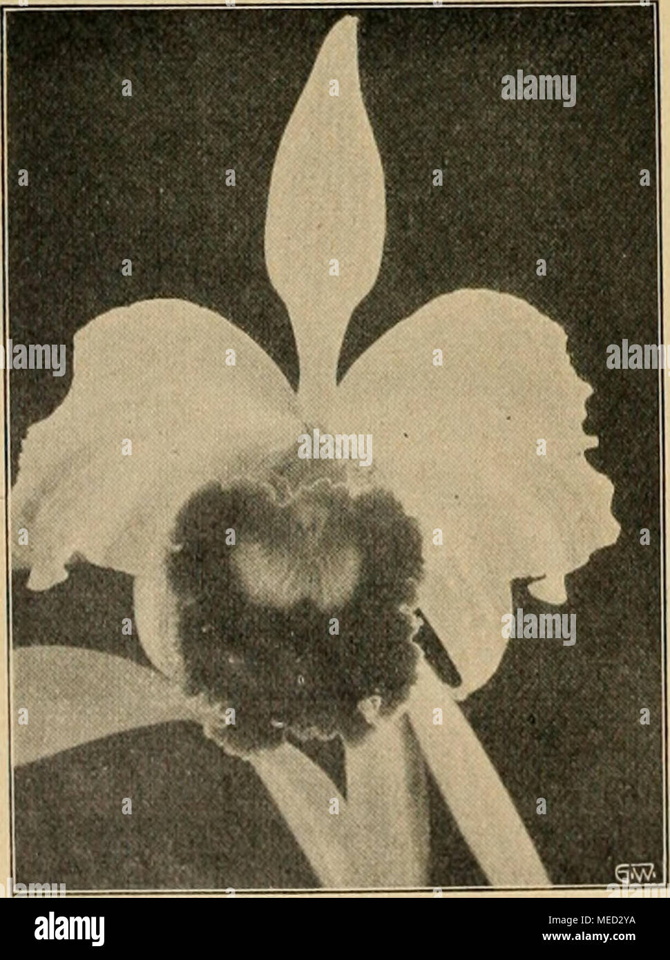 . Die Gartenwelt . Laeliocattleya Clotho. beschrieb sie 1860 in der „Botanischen Zeitung&quot;. 1864 wurde sie in „Gardeners Chronicle&quot; durch Lindley beschrieben und C. quadricolor benannt, doch mußte der vorherlaufende Name beibehalten werden, nachdem sich herausstellte, daß beide Benennungen eine und die- selbe Art betreffen. In unseren Kulturen erfreut sich C. Trianae einer großen Ver- breitung, doch verdient sie noch viel mehr Beachtung. Der Flor ist jetzt für dieses Jahr gänzlich beendet. Man kann sich immer wieder davon überzeugen, daß sich kaum zwei verschiedene Pflanzen in der Blü Stock Photo