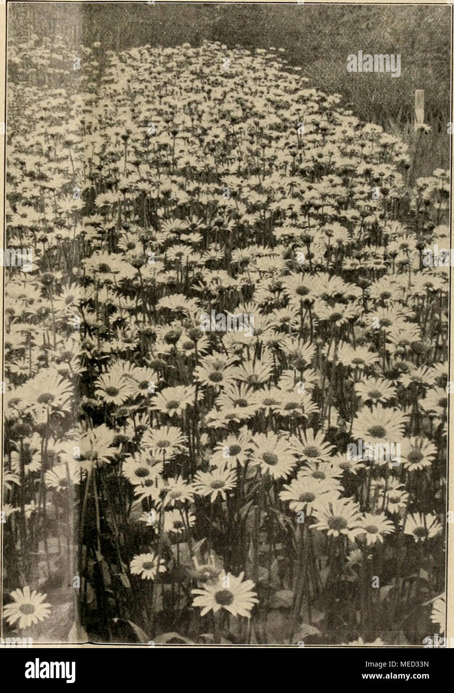 . Die Gartenwelt . Doronicum plantagineum excelsum. 28 Stock Photo