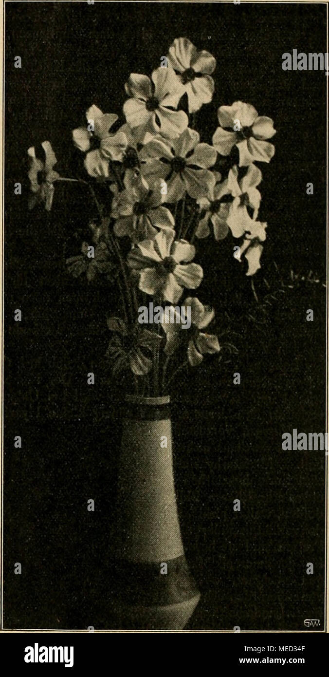 . Die Gartenwelt . Fig. 25. Narcissus poeticus ornatus. Fig. 26. Narcissus bicolor Horsfieldii und Emperor. Darwintulpen (Abbildung auf Seite 369) haben eine groÃe Haltbarkeit und sind daher besonders fÃ¼r VasenstrÃ¤uÃe be- liebt. Anders die bizarren Papageitulpen (Abbildung auf Seite 369), die ihres etwas hÃ¤ngenden Charakters wegen mit Vorliebe zu Tafeldekorationen und dergl. verwendet werden. Die Blumen sind fast durchweg in ganz willkÃ¼rlicher Manier gestreift und gestrichelt. Die Farben bewegen sich zwischen gelb, rot und grÃ¼n, jedoch trifft man auch recht oft einfarbig gelbe und scharla Stock Photo