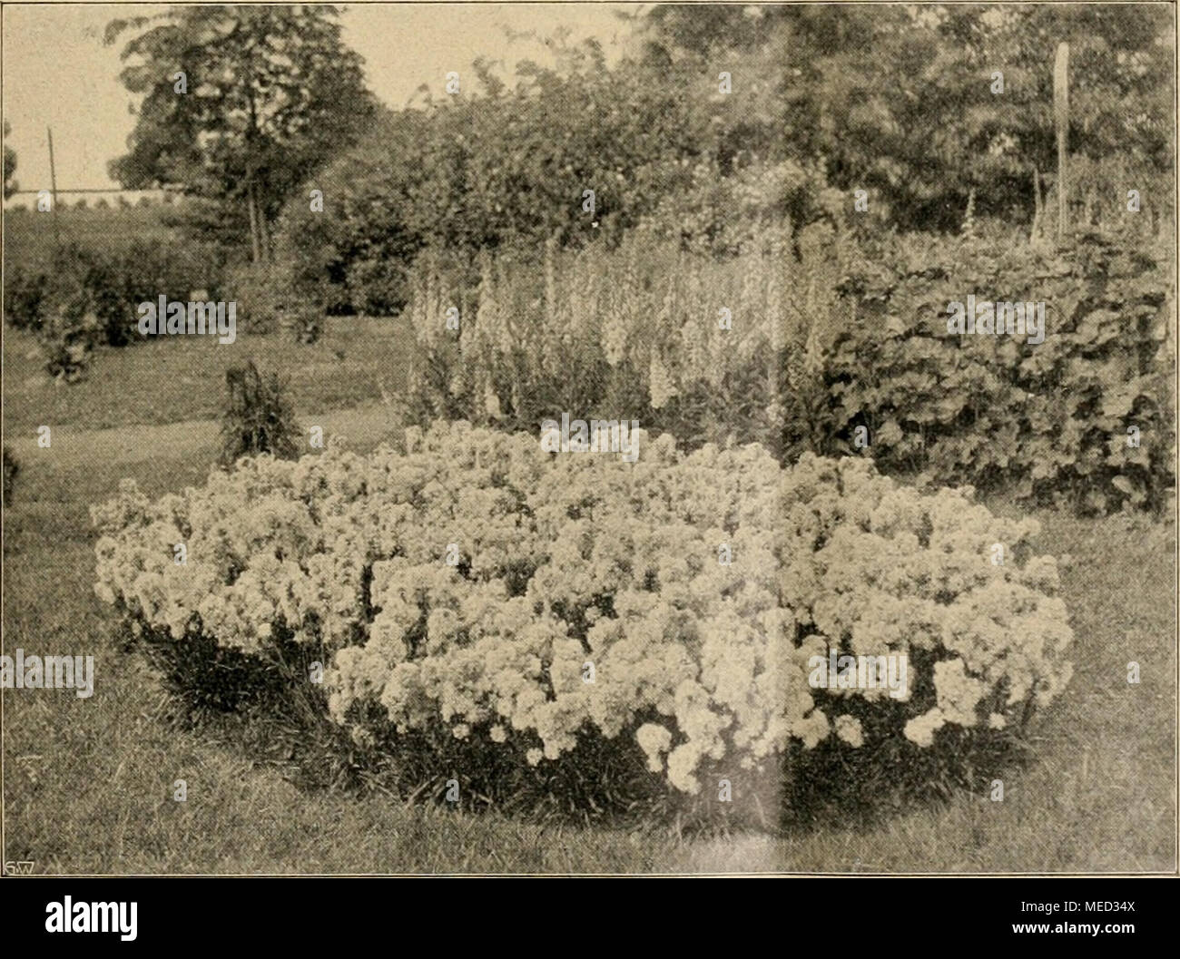 . Die Gartenwelt . Lychnis Viscaria Splendens fl.pl. Vom Verfasser für die „C .enwelt&quot; photographisch aufgenommen. Stock Photo