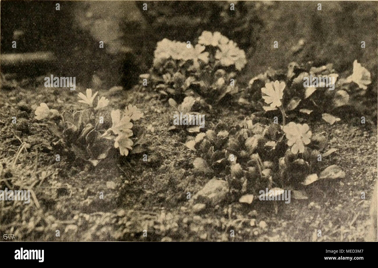 . Die Gartenwelt . Primula Fachini (spectabilis X minima) im Pflanzengarten zu Schandau. Stock Photo