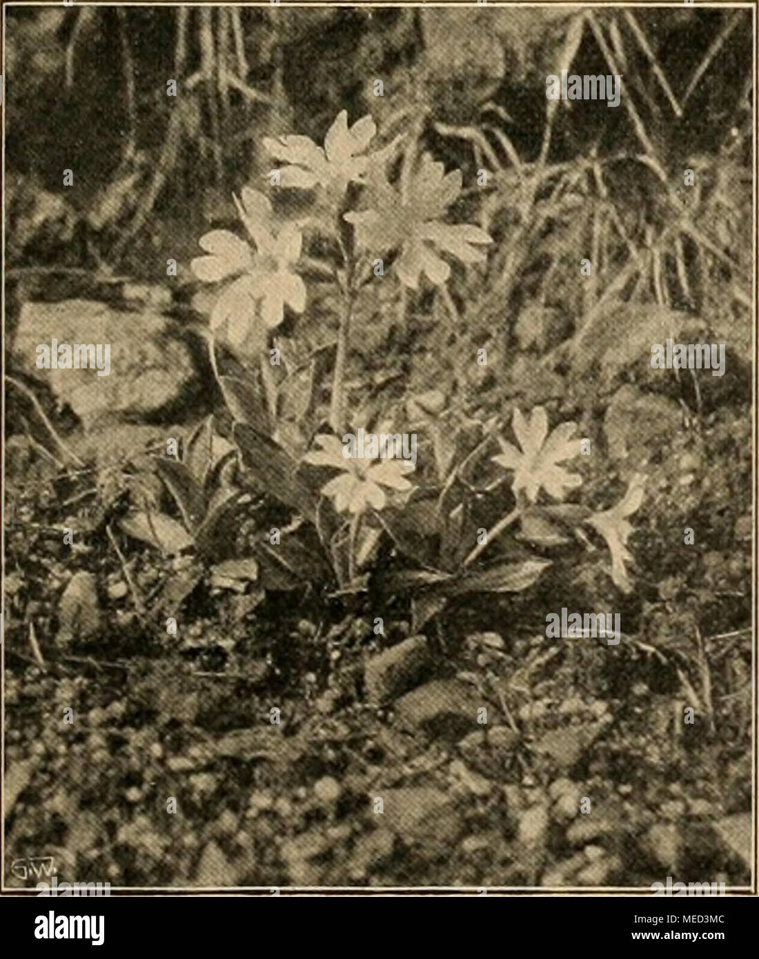 . Die Gartenwelt . Primula marginata im Pflanzcngartcii zu Schandau. wohl auch nach Freilich, schon hier zeigt sich zuweilen die für weniger der Herkunft günstige Lagen noch viel häufigere Erscheinung, daß diese undderAbstam- hochalpinen Primeln, wenn sie erwartungsvoll Knospen an- mung, recht ver- gesetzt haben, noch im Herbst aufs neue treiben und blühen, schieden. Unsere Vegetationsperiode ist ihnen eben zu lang. Des- In der son- halb wird man im Freiland oft mit Topfexemplaren, die man nigen Tiefland- im Sommer möglichst kühl stellen, schattieren und viel spritzen ebene ist ihre kann, bess Stock Photo
