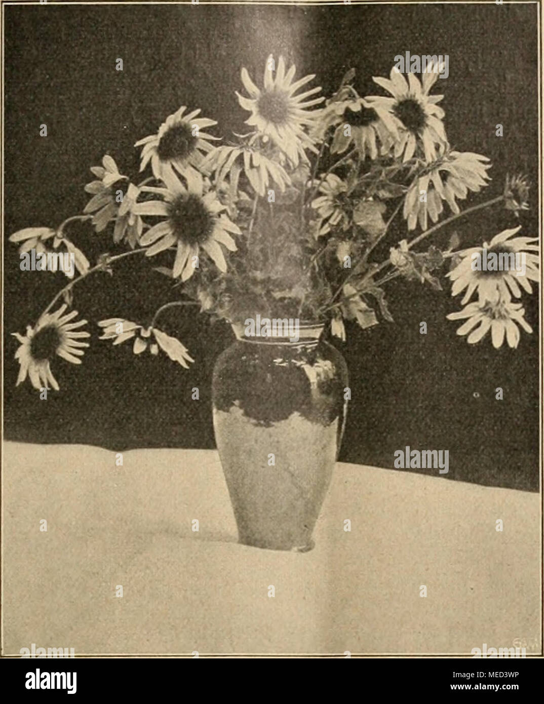 Die Gartenwelt Vase Mit Helianthus Cucumerifolius Originalauf Na