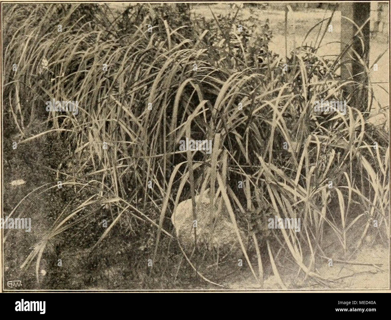 . Die Gartenwelt . Elymus glaucus. Originalaufnahme für die „Gartenwelt&quot;. Stock Photo