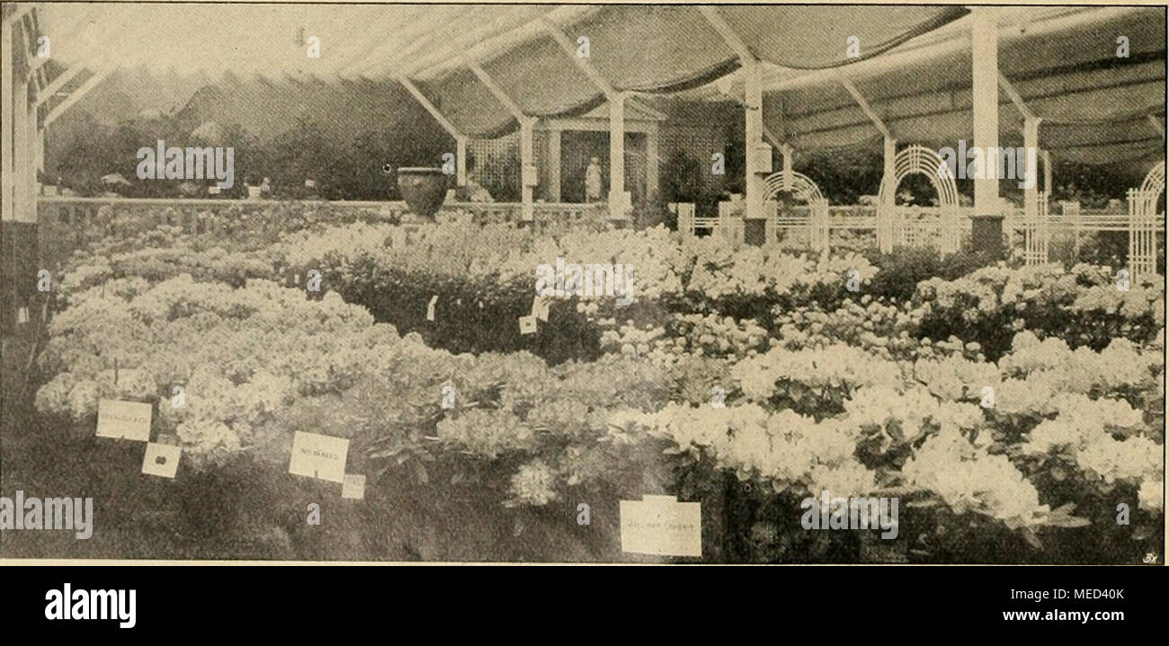 . Die Gartenwelt . Blick in die große Halle der Jubiläumsausstellung zu Boskoop mit Rhododendron, Flieder und Hydrangea. Im Hintergrunde die Flora-Statue. Azalea Hinodegiri, weinrot, habe ich schon früher in der „Gartenwelt&quot; hervorgehoben. Die „Pomologische Vereinigung&quot; hatte noch einige der niedrigen japanischen Sorten ausgestellt, wie Azalea Beni-giri, hellrot; A. Azuma-shibori, weißlich rosa mit roten Streifen; A. Hatsugiri, purpur und A. Kirishima, in Japan eine der be- liebtesten Sorten mit roten Blumen. Besser bekannt als die vorgenannten Sorten sind Azalea amoena, sowie A. led Stock Photo
