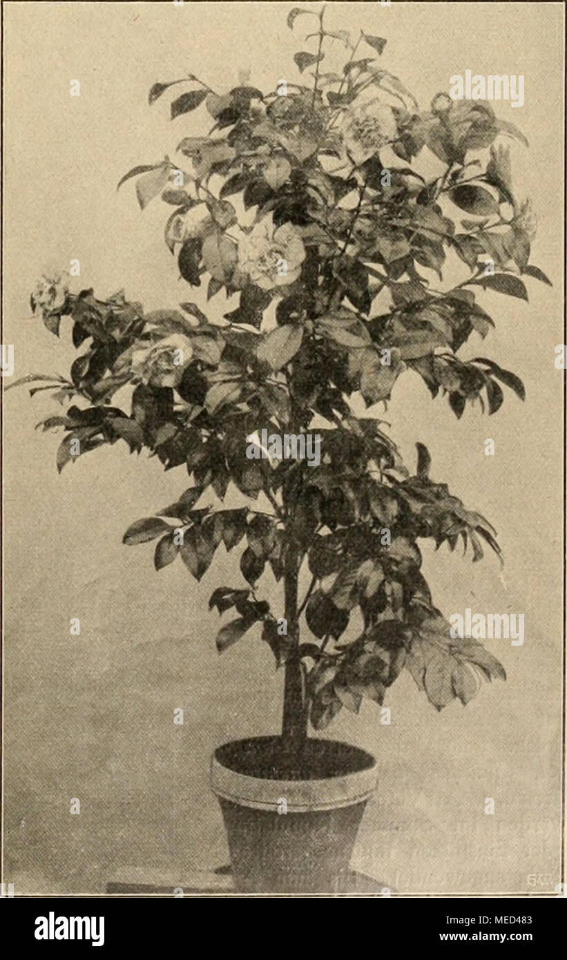 . Die Gartenwelt . Camellia japonica Chandleri elegans, oben links Einzelblume. Stock Photo