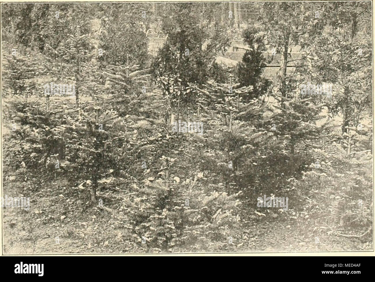 . Die Gartenwelt . Abies arizonica var. argentea, oben cme jun In der Handelsgärtnerei von H. Henkel, Darmstadl fur die C Stock Photo