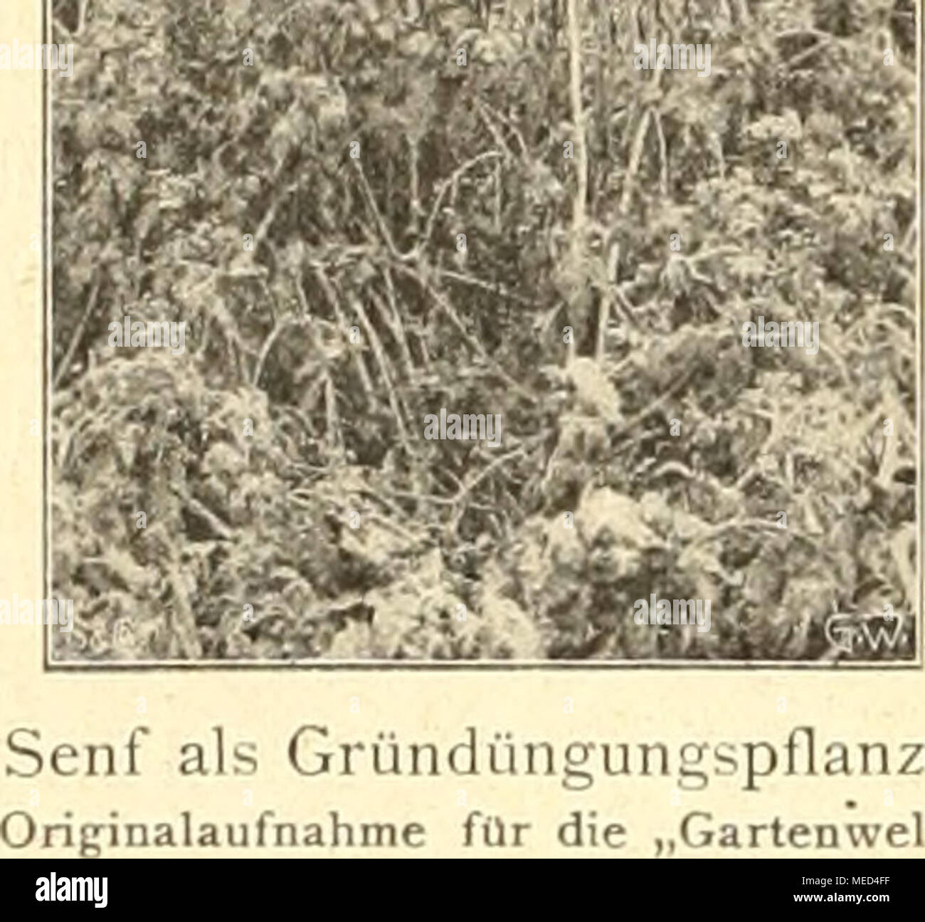 . Die Gartenwelt . Is Grundungung^pflanze. lufnahme für die „Garlenwelt&quot;. Dichters. Und zwischen den Zeilen lesen wir, zart ange- deutet, die Sehnsucht nach Christiane, dem Blümchen „wie Sterne leuchtend, wie Äuglein scholl&quot;, das er mit allen Würzlein ausgegraben und zum Garten am hübschen Haus getragen hatte. Sie schmückte in der letzten Zeit vor Goethes erstem Aufenthalt auf dem Frauen- plan in Weimar Haus und Garten mit ihrer Liebe, und sie empfing, den dreijährigen August V. Goethe auf dem Arme, im Dezember 1792 den Geliebten an der Schwelle des Hauses, als er, aus der Champagne  Stock Photo