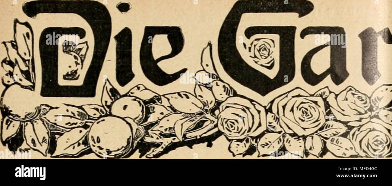 . Die Gartenwelt . ifartentflelt Illustrierte Wochenschrift für den gesamten Gartenbau. Jahrgang XVI. 9. März 1912. Nr. 10. Nachdruck und Nachbildung aus dem Inhalte dieser Zeitschrift werden strafrechtlich verfolgt. Zwiebel- und Knollenpflanzen. Eucharis amazonica. Von Karl Kunz, Baron Alfons v. Rothschildscher Garteninspektor, Wien, Hohe Warte. (Hierzu eine Abbildung-.) Zu den reizendsten Schnittblumen gehören ohne Zweifel blühende Eucharis, die in unseren neuzeitlichen Pflanzen- sammlungen leider immer seltener werden. Vielseitig ist man der Ansicht, daß man die Eucharis nur zweimal im Jahr Stock Photo
