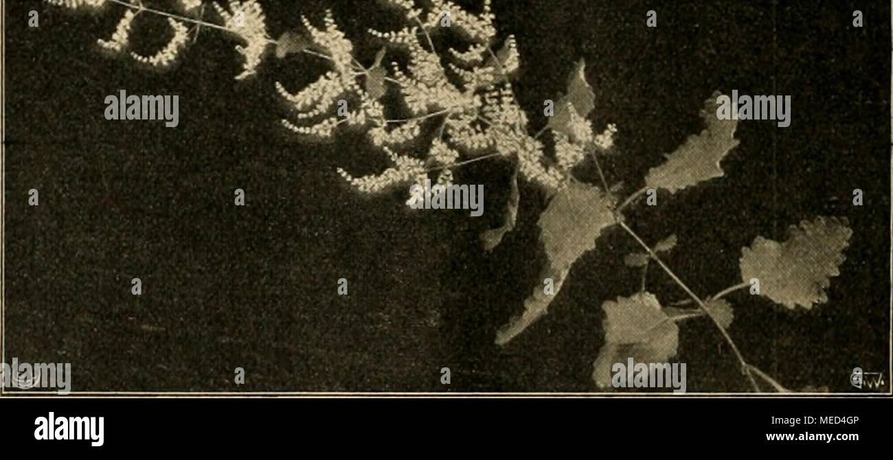 . Die Gartenwelt . Blütenzweig von Moschosma riparium. Von GarteniDspektor B. Othmer &quot;t&quot; für die „Gartenwelt&quot; photographisch aufgenommen. den Moschusduft gemeinsam, der aber weniger aufdringlich, ja an- genehm ist, weshalb sie hier und da, aber nur selten, kultiviert werden. Die Gattung umfaßt insgesamt sechs in den Tropen heimische Arten, deren bekannteste Moschosma polystachya ist. Selten ist M. riparium, von welcher unsere obenstehende Ab- bildung einen Blütenzweig veranschaulicht. Die Vermehrung er- folgt meist durch Aussaat, die Kultur im Sommer im Freien oder im luftigen K Stock Photo
