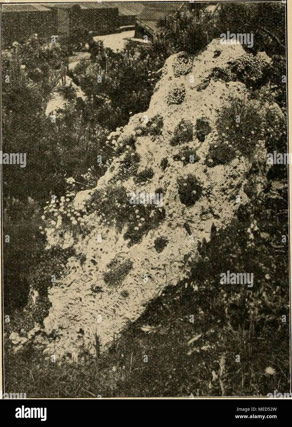Die Gartenwelt Gypsopliila Petraea L Von B Othmer Ligl