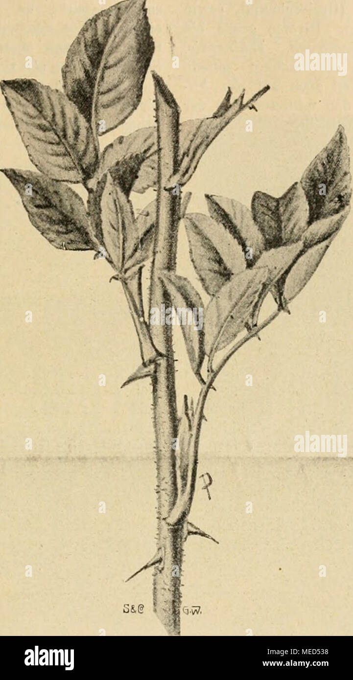 . Die Gartenwelt . Die holländische Rosa rugosa. Originalzeichnung; für die „Gartenwelf Topfpflanzen. Roettlera liamosa Wall. {nicrxii die Abbilduvg Seile '}'J5.) J.ndtlera liamosa Wali. (Syn. Cliirila liamosa R. Br.) ist eine in der Garteakultur neuere Art aus der Familie der Oestieriaceae. Es sei gleich eingangs darauf hingewiesen, daß sie dadurchausgezoichnetist.daßdie Blüten an etwa 4 cm langen Stielen auf dem Blatt- stiele stehen. Selbst wenn die Pflanze nicht so schön wäre, als sie in Wirkhch- keit ist, so wäre das schon ein Grund, sie in den Sammlungen seltener und inter- essanter Gewä Stock Photo
