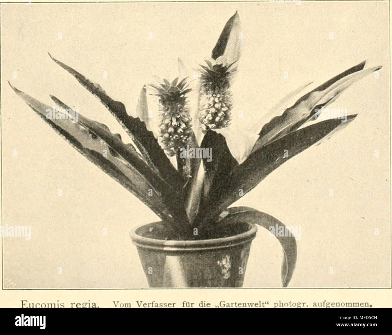 Pineapple lily bulb hi-res stock photography and images - Alamy
