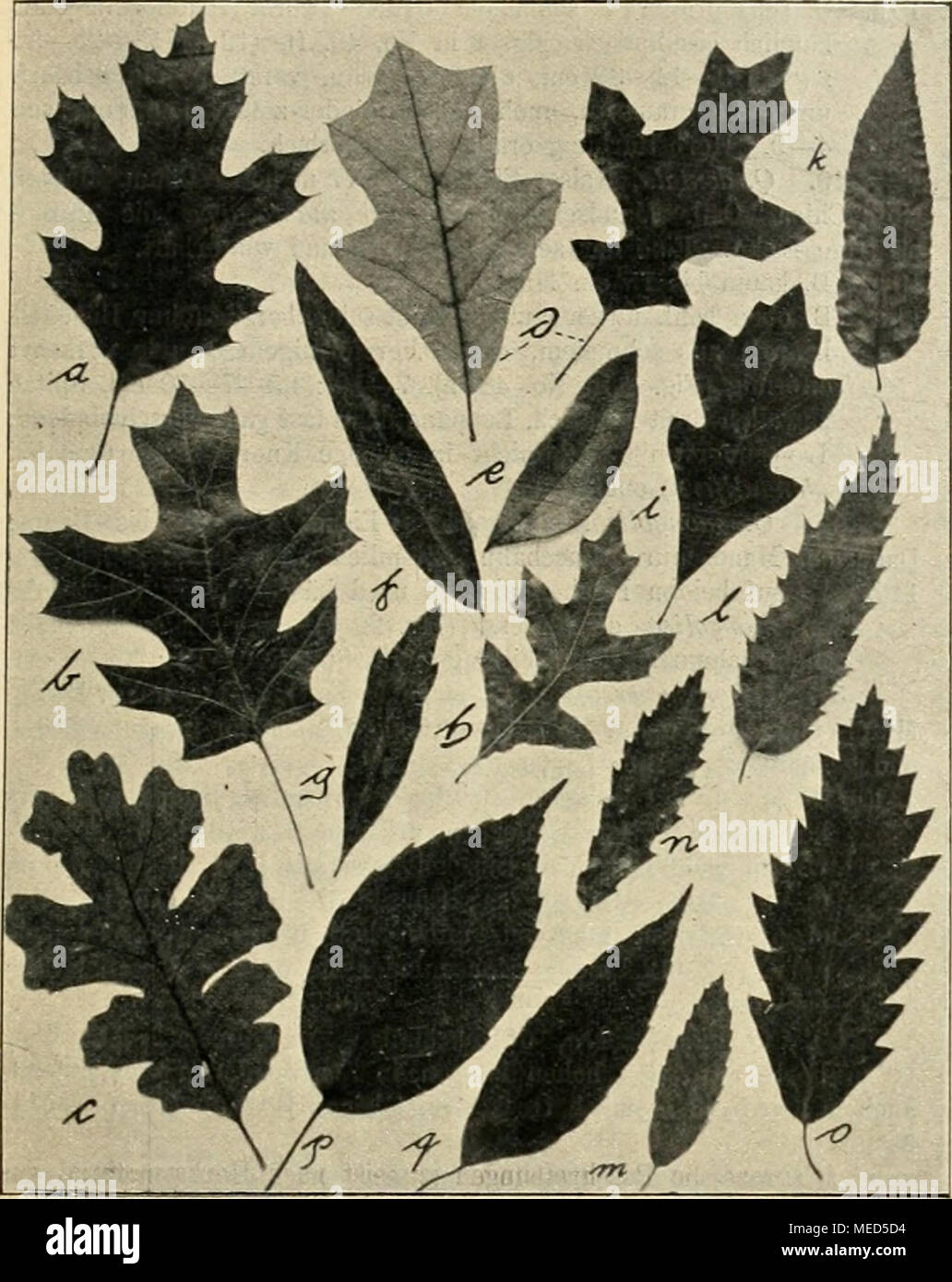 . Die Gartenwelt . Vg. 1. a. Quercus Kcllogii (Q. eaKfornica). — b. Q. texana. — c. Q. lobata. — d. Q. ilicifolia (Q. nana):— e—g. Q. Phellos. — h — i. Q, gcorgi- ana. — k. Q. serrata. — 1—ra. Q. libani. — n. Q. macedoniea. — o. Q. castaneaefolia. — p—q. Q. glauea. (Alles B/14 nat. Grösse.) Buchtnerven. Wenn es heisst Lappennerven 10—12, so sind natürlich Nervenpaare gemeint, der Kürze halber hebe ich das nicht immer hervor. Ausser dem Umriss, der Stiellange und der Färbung ist die Art der Behaarung von hoher Bedeutung. Wir unterscheiden bei Quercus be- sonders zwei Haartypen, einfache (seidi Stock Photo