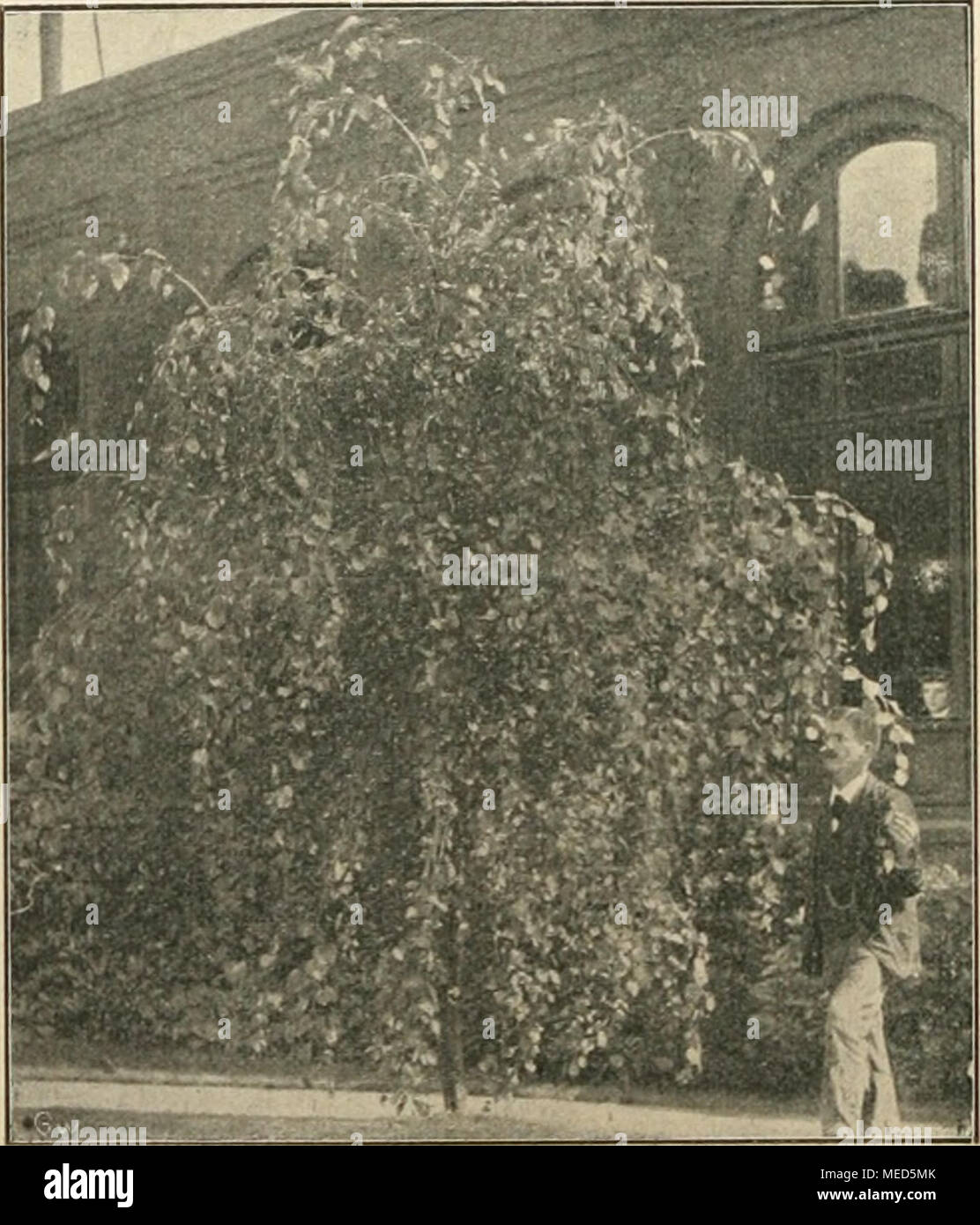 Der baum der trauer hi-res stock photography and images - Alamy