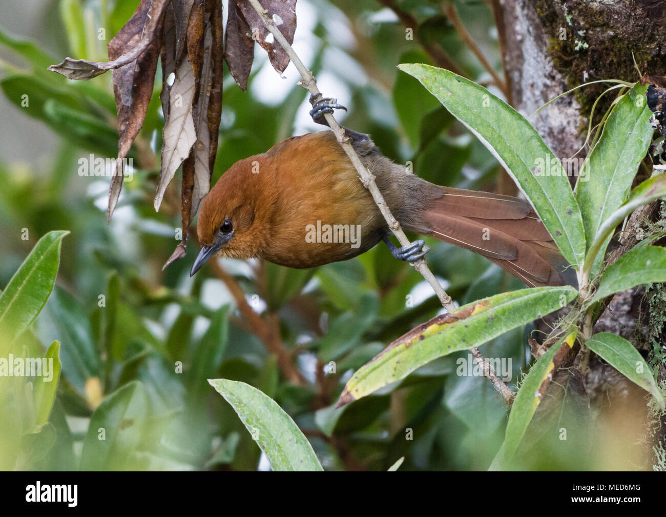 A Rusty-headed Spinetail (Synallaxis fuscorufa) foraging in the forest. Colombia, South America. Stock Photo