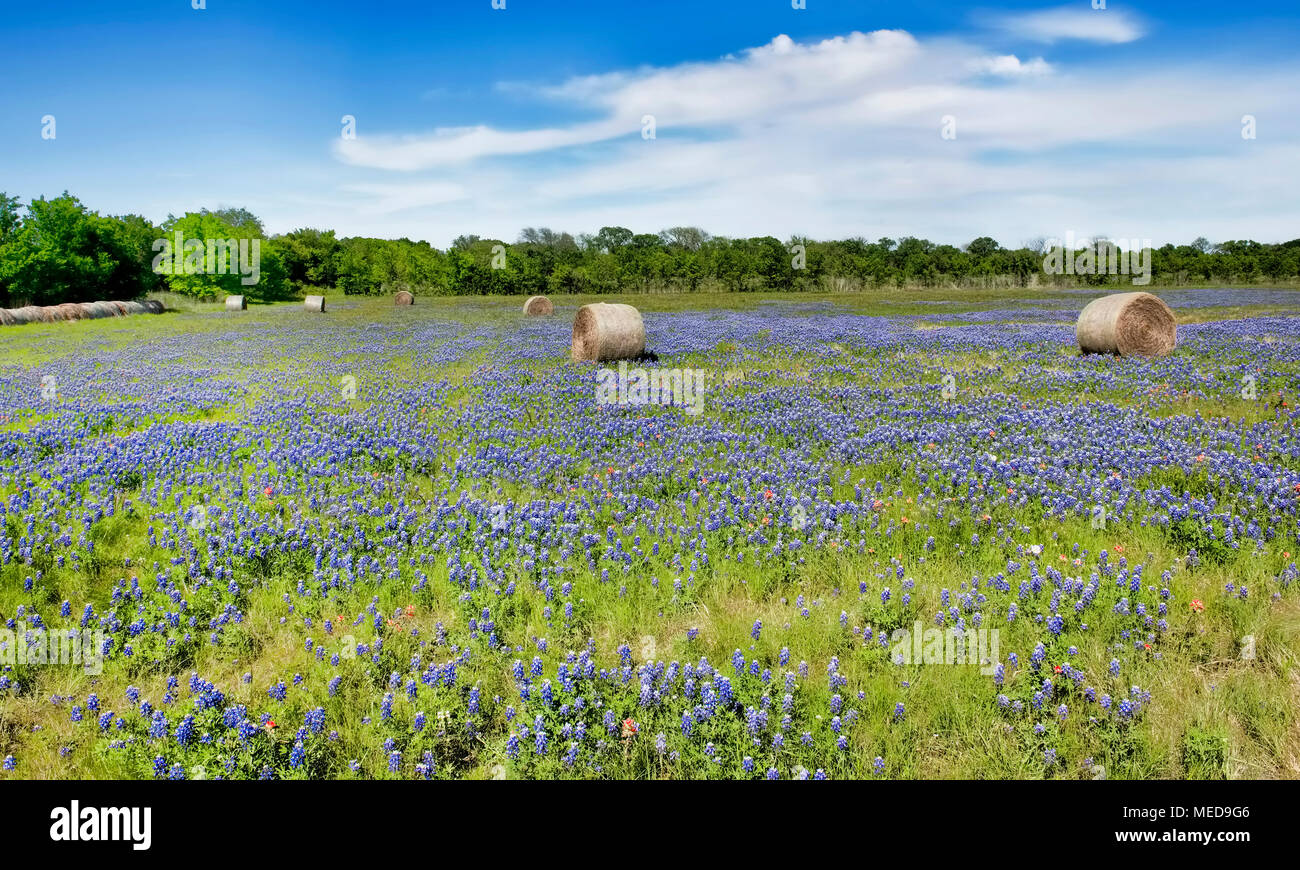 Texas hill country native wildflowers hi-res stock photography and ...