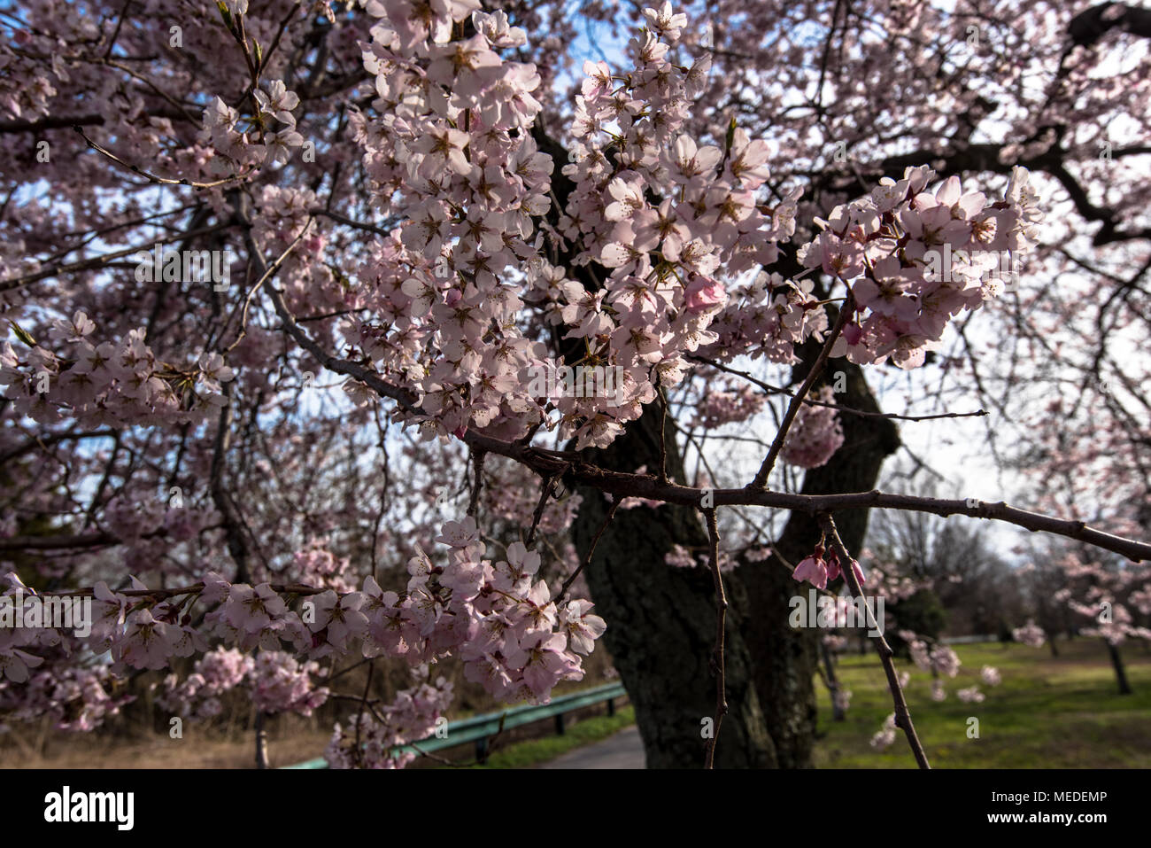 Trees blossom in Marine Park, Brooklyn, NY, USA Stock Photo Alamy
