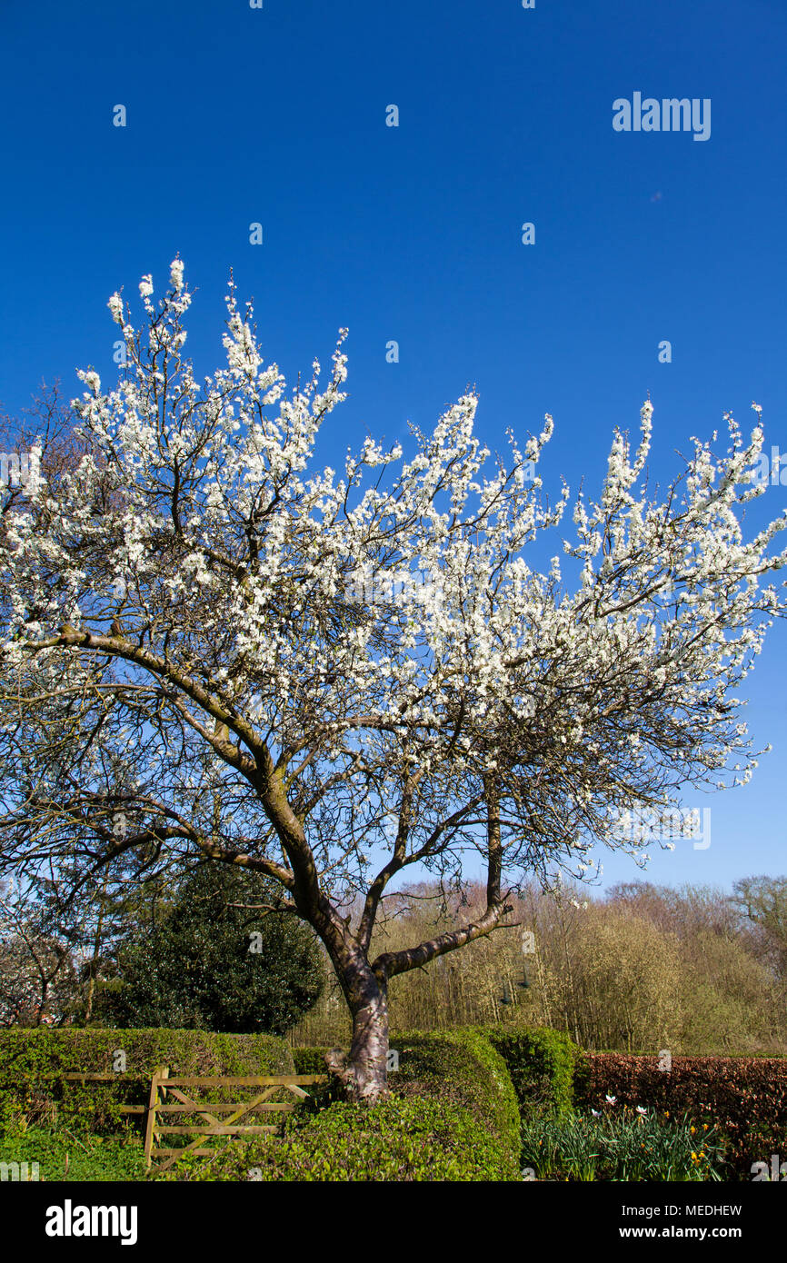 Damson tree hires stock photography and images Alamy