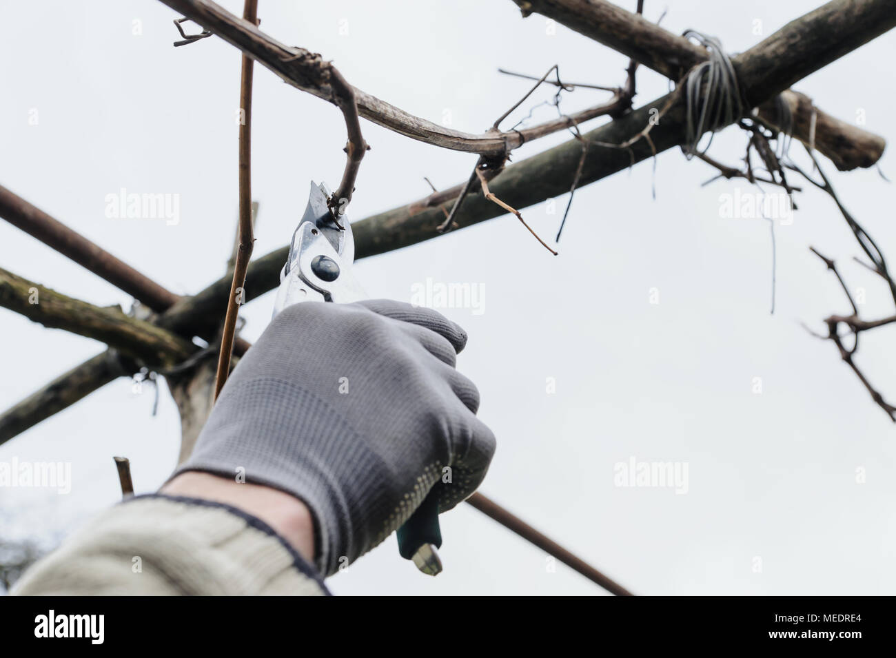 Work in the garden. Man cutting  grape vine using secateurs. Stock Photo