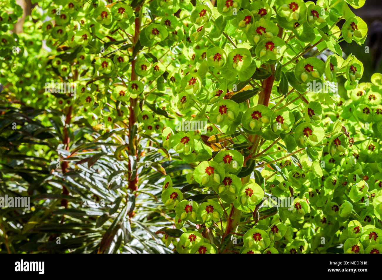 Euphorbia x Martinii dazzling in bright spring sunshine Stock Photo