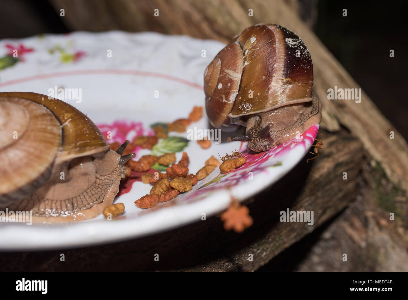 Snails eating dog food from bowl at the night time. Cambodia, asia