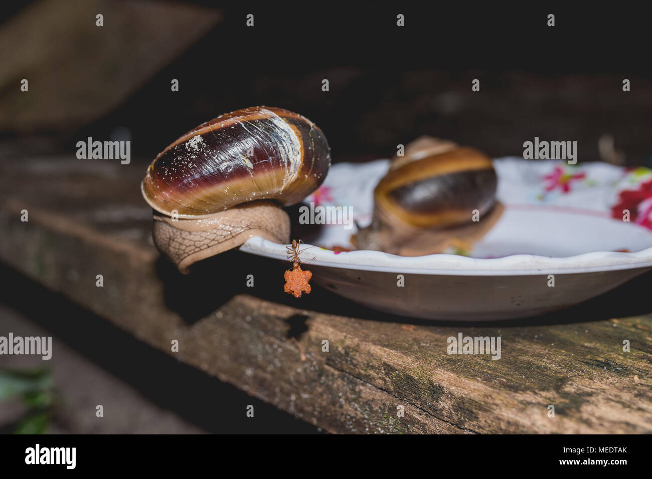 Red Cambodian ant stealing from bowl dog food using her strong jaws