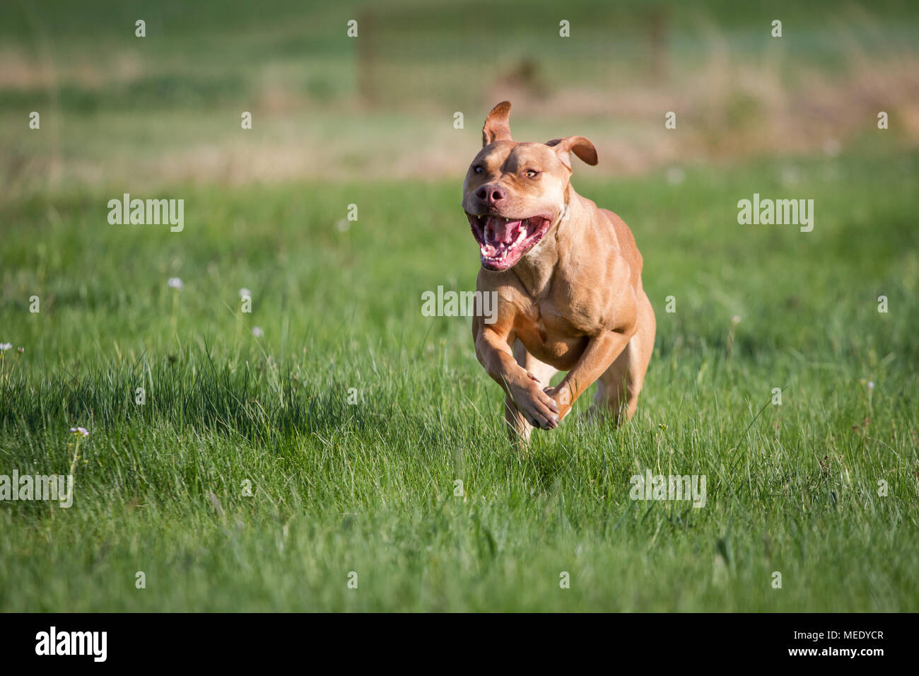 Working Pit Bulldog running on a meadow on a sunny spring day Stock Photo