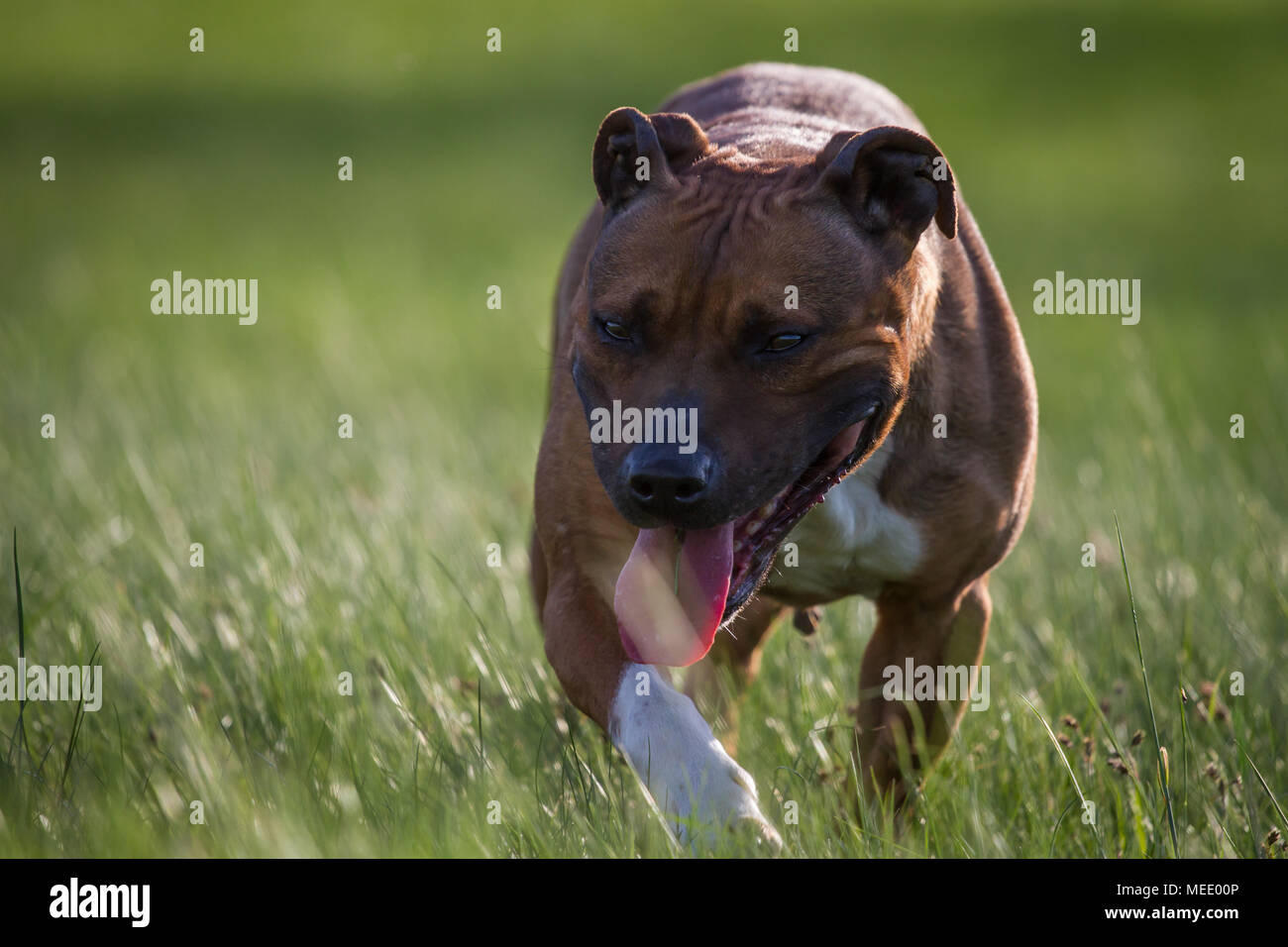 Spring Walking The Dog Hi-res Stock Photography And Images - Alamy