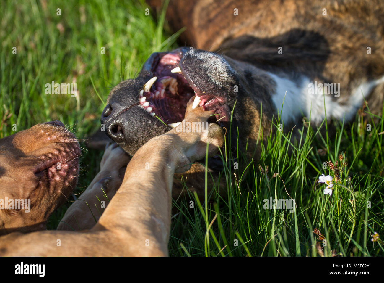 Working Pit Bulldog friends playing on a meadow on a sunny spring day Stock Photo