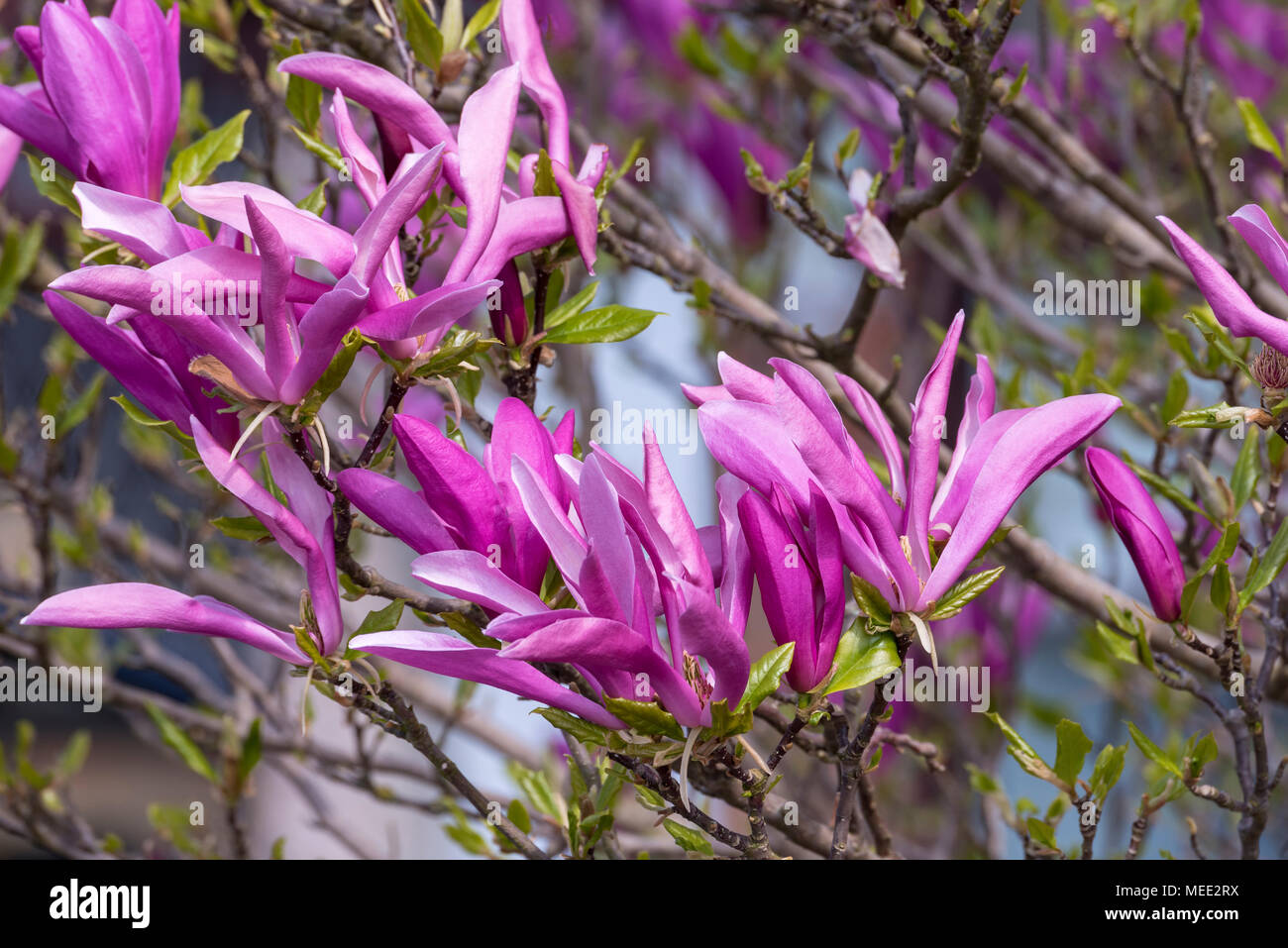 Compact Magnolia liliiflora 'Nigra' flowers Stock Photo Alamy