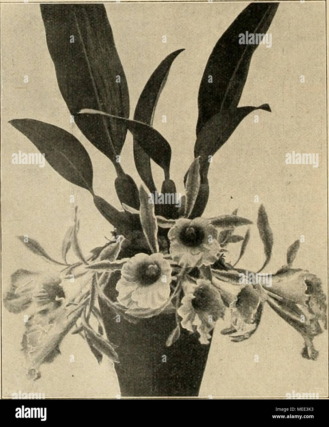 Loou High Resolution Stock Photography And Images Alamy