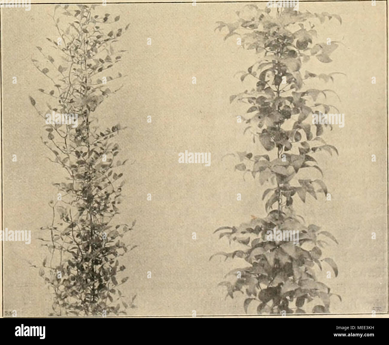 . Die Gartenwelt . Links Medeola asp. myrtifolia, rechts die alte Medeola asparagoides Originalaufnahme für die „Gartenwelt&quot;. 14 Stock Photo