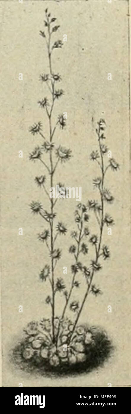 . Die Gartenwelt . Drosera peltata. (Text Seite 185.) Stock Photo