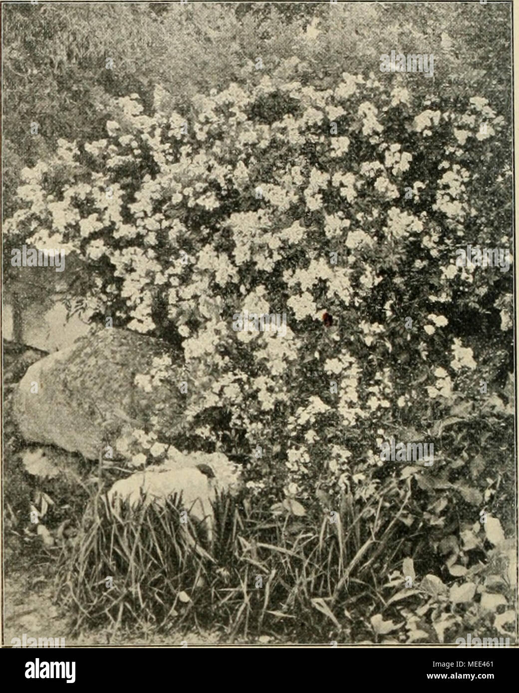 . Die Gartenwelt . Rosa multiflora Thunb. über Steine wachsend. Originalaufnahme für die „Gartenwelt&quot;. Stock Photo