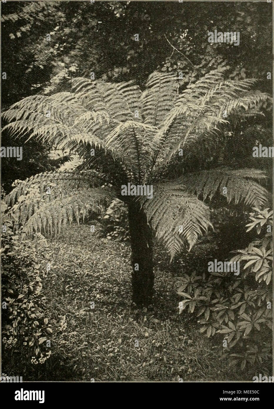 . Die Gartenwelt . Dicksonia antarctica Labill. im freien Grunde eines Gew.ichshauses. Originalaufiiahnie für lüe ,,GartenwelL&quot;. Schling- pflanzen. Lathyrus splendens Kellog. Als eine noch selir wenig vert^reitete Spezies unserer peren- nierenden Latlii/rus- Aittn muss Luiliijrus splvndens gelten, ob- wohl er jetzt schon bei- nalie 20 Jahre lang be- kannt ist. Das ist wohl dem Unistande zuzuschreiben, dass er zwar unsere Winter im Freien an einer sehr trockenen und sonni- gen Stelle unter guter Bedeckung aushält, aber dann nur sehr selten zur Blüte ge- langt, und wenn es ja das eine oder  Stock Photo