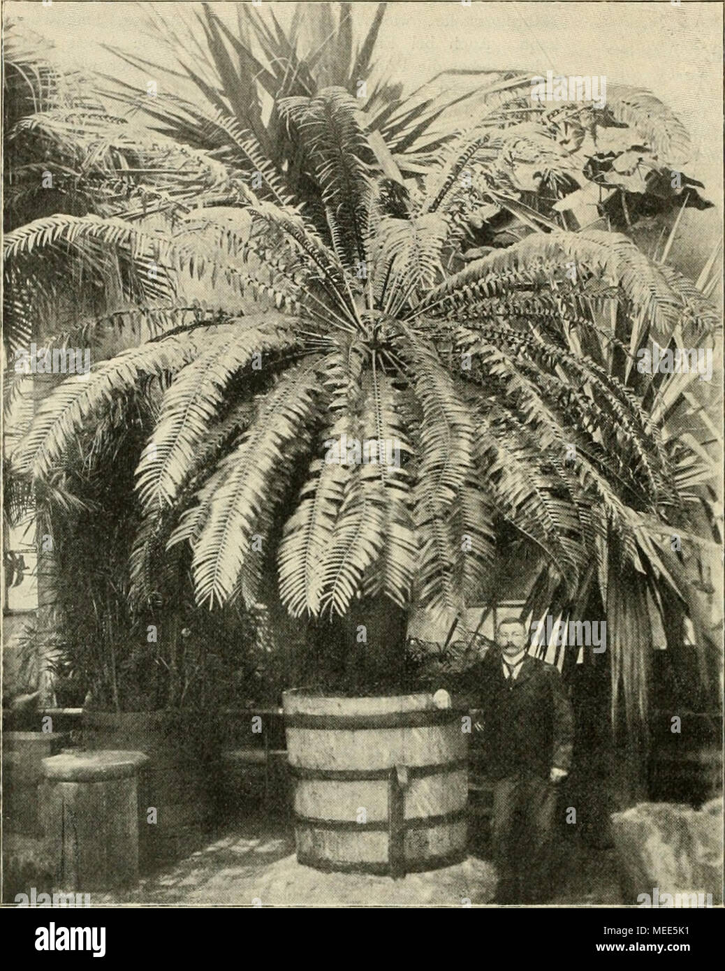 . Die Gartenwelt . Encephalartos longifolius Lehm. — Nebenstehende Abbildung zeigt eine der schönsten Cycadeen der hiesigen Sammlung. Eine bauliche Veränderung ermöglichte die Aufnahme in dem so raumbeengten Palmen- hause, in welchem diese Pflanze unter- gebracht ist. Es ist dies eine der ältesten und wertvollsten Cycadeen des Gartens; sie befindet sich seit etwa &quot;o Jahren im Besitze desselben. Die ungefähr 300 Jahre alte Pflanze hat eine Stattimhöhe von 2 m bei einem Umfange von i m. Der mit Schuppen und Blattstielresten bedeckte Stamm fällt recht angenehm durch seinen schlanken gleichmä Stock Photo