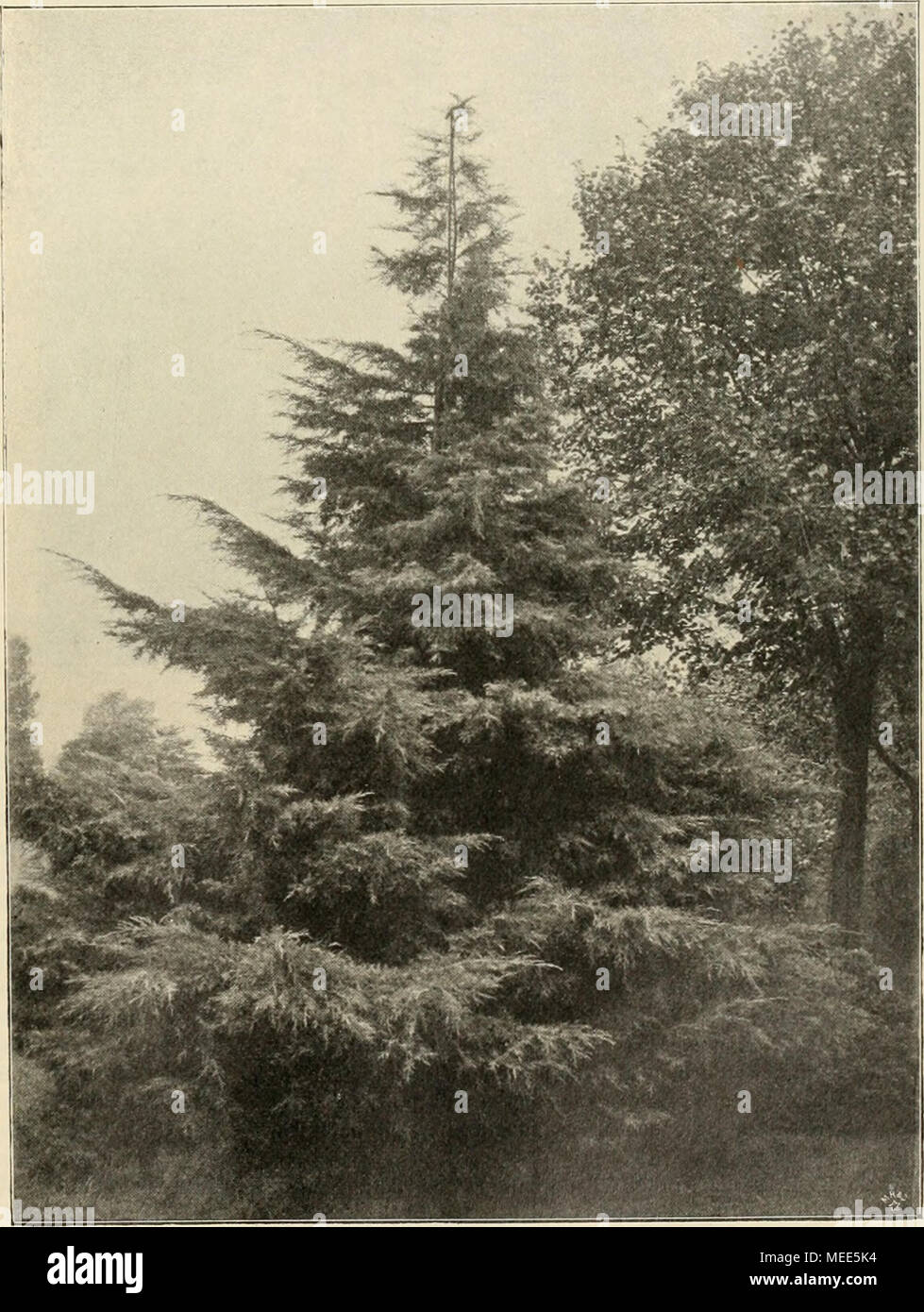 . Die Gartenwelt . Juniperus sinensis var. pfitzeriana. Originalaufnahme für die ^Gartenwelt&quot; (Text Seite 402J. Stock Photo