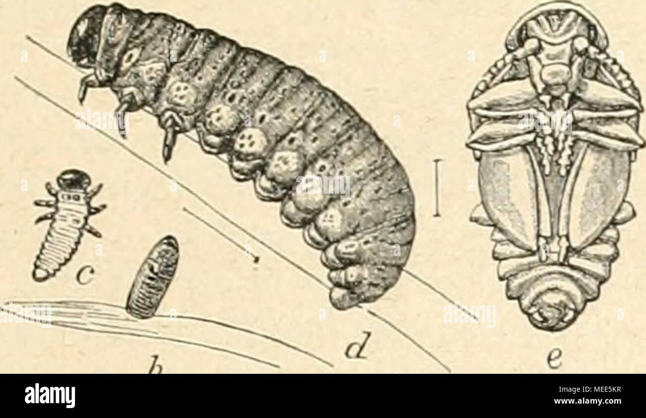 . Die Gartenwelt . « b Der erzblaue Sparg'elkäfer (Crioctris asparagi). b ein Ei, c kleine Larve, d grofse Larve, e Puppe. Alles vergröfsert. (Aus den Publikationen des Ackerbauministeriums zu Washington.) sie gemeinschaftlich vorzugehen. In kleineren Anlagen pflegt man den Ort, wo die Triebe einer Pflanze erscheinen, mit Glas- glocken oder Töpfen zu bedecken; jedoch in grofsen Anlagen kann man der Unkosten halber nichts dergleichen thun, höch- stens dafs man diese .Stelle mit Erde bedeckt und nur einige Pflanzen hier und da als Fangpflanzen unbedeckt stehen läfst. Dort sammeln sich dann die K Stock Photo